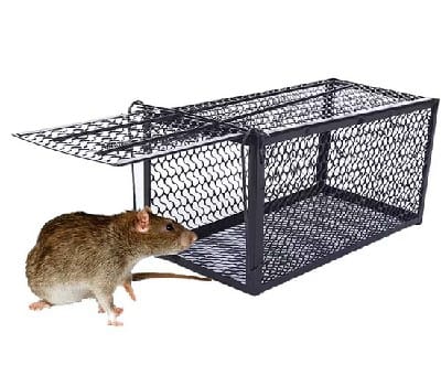 Rodent Trapping Techniques